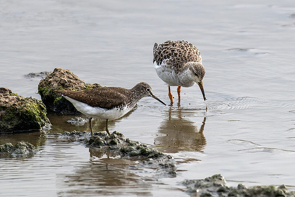 Green Sandpiper and Ruff 0200822 -1