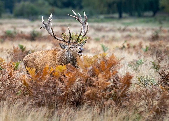 Red Deer Stag 141024-14