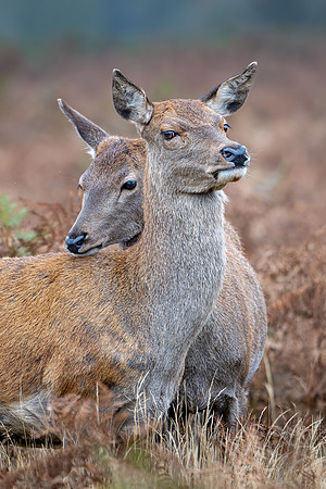 Red Deer Doe 141024-4