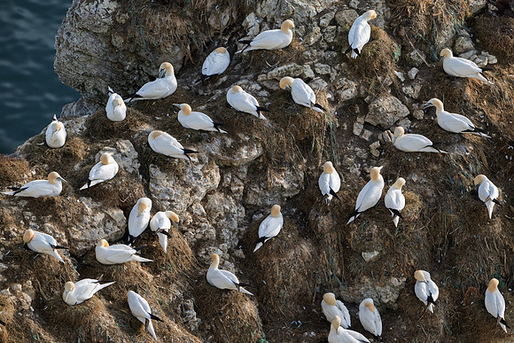 Bempton-40