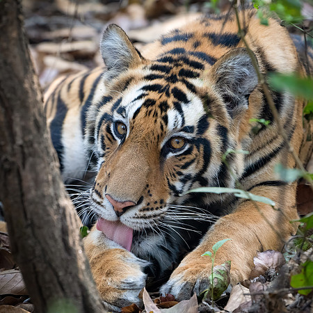 Tiger -9