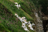Bempton-151