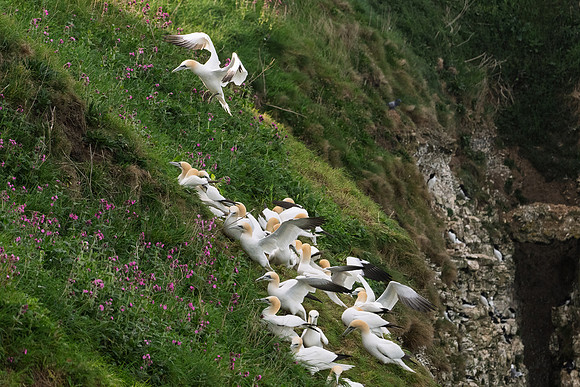 Bempton-151