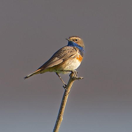 bluethroat-1