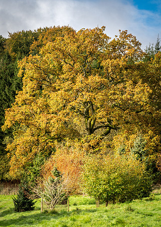 Batsford-10