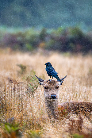 Red Deer Doe 141024-1
