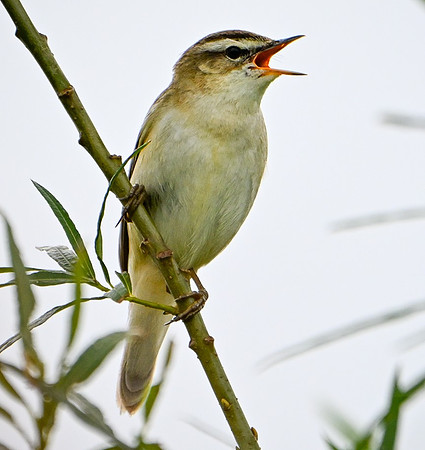 Sedge Warbler-1
