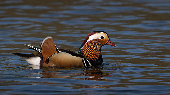 Mandarin Duck 030425