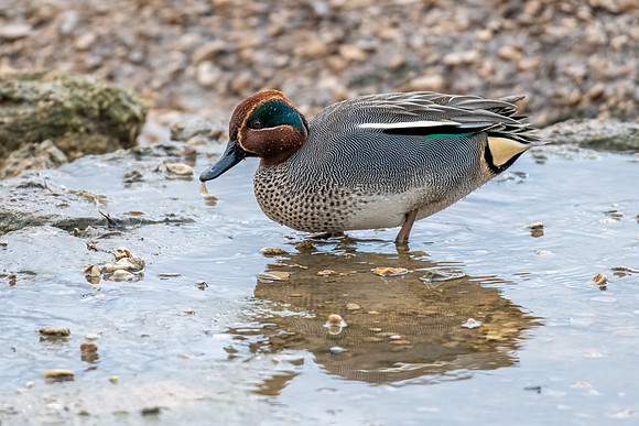 Teal 230222