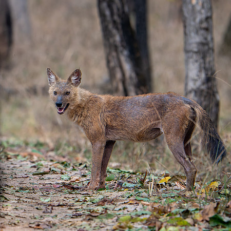 Wild Dog -1