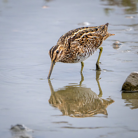 Snipe 280724-3