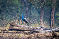 Peacock ♂