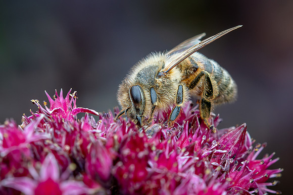 European Honey Bee 010924