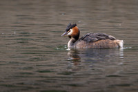 Great Crested Grebe 170425