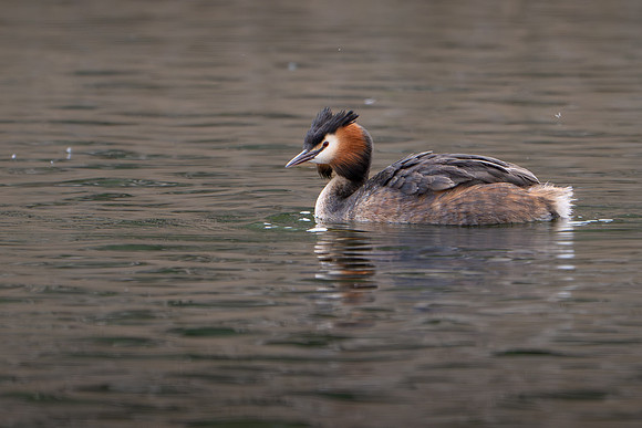 Great Crested Grebe 170425