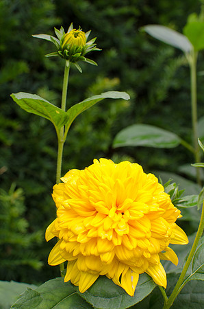 Hampton Court Gardens - 49
