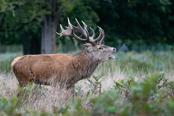Red Deer Stag 141024-15