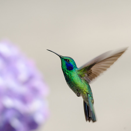 Green Violetear