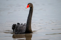 Black Swan 210125-1