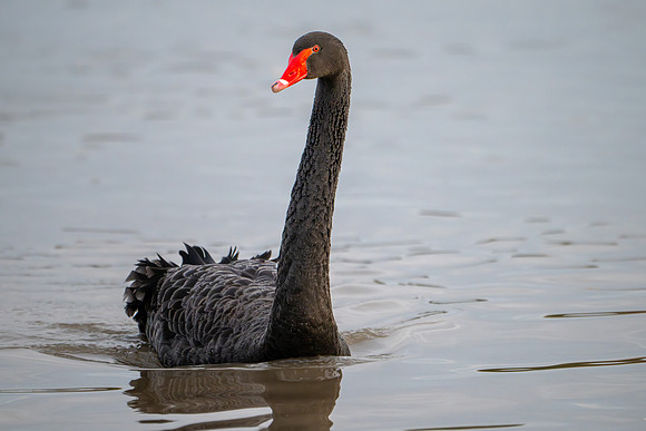 Black Swan 210125-1