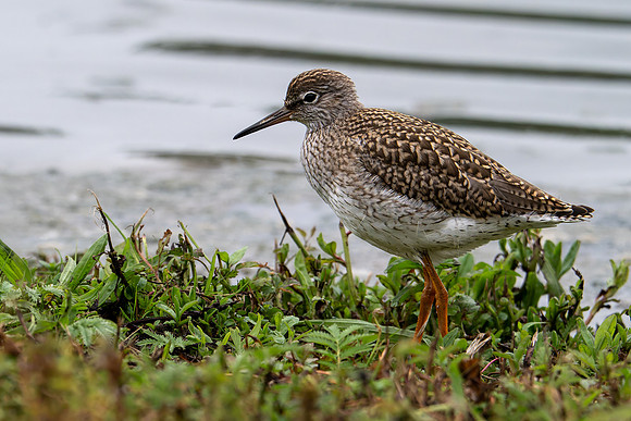 Common Redshank 090724