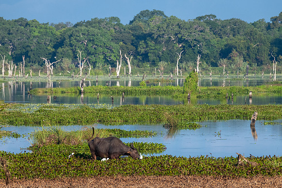 Water Buffalo and Egrets