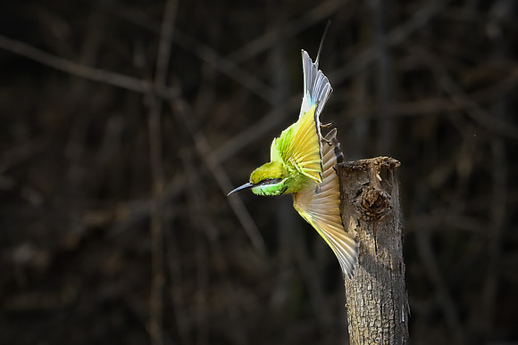 Asian Green Bee-eater -2