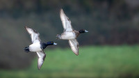 Tufted Ducks 270224-1