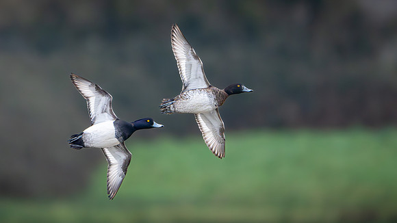 Tufted Ducks 270224-1