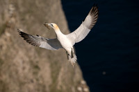 Bempton-179