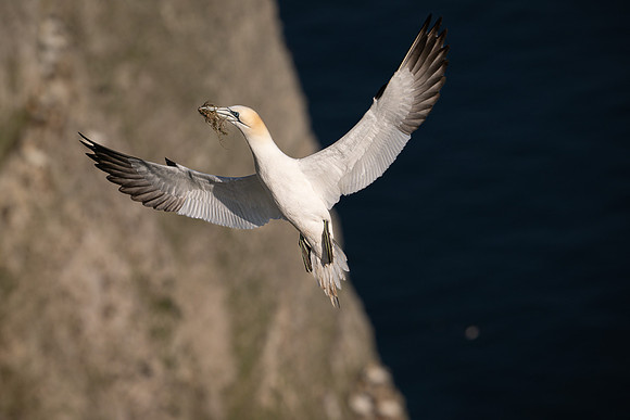 Bempton-179