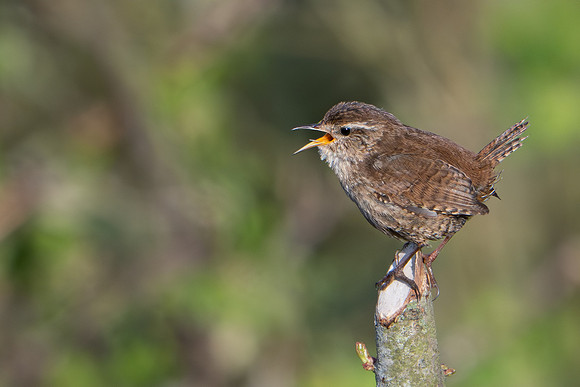 Wren 110425