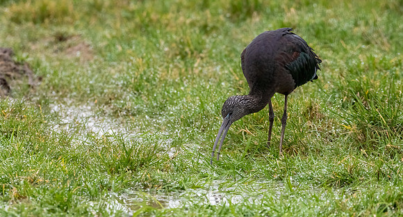 Glossy Ibis 010322-3