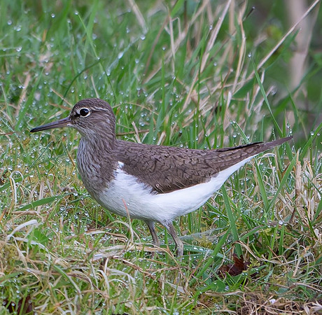 Sandpiper 160425