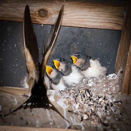 Hampton Court Gardens - Swallows - 2