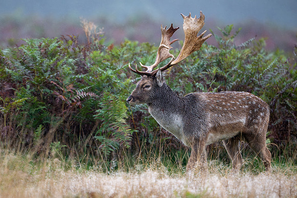 Fallow Deer Stag 141024-3