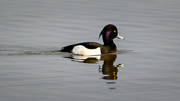 Tufted Duck 270224-2