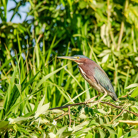 Green Heron