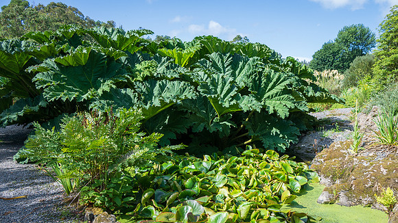 Logan Botanic Garden -2