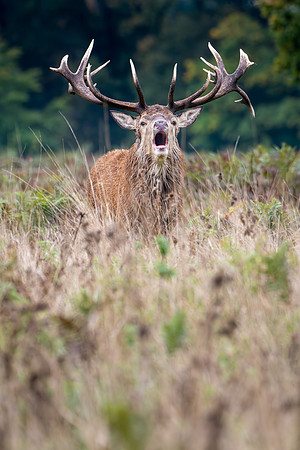 Red Deer Stag 141024-4