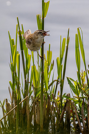 Sedge Warbler 290622-1