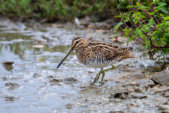 Snipe 280724-4