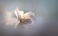 Cherry Blossom 020425-1