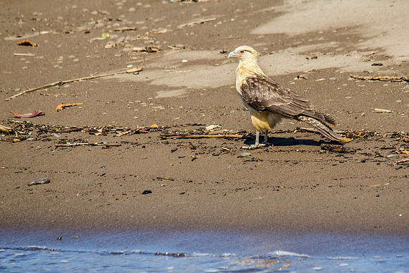 Yellow Headed Caracara