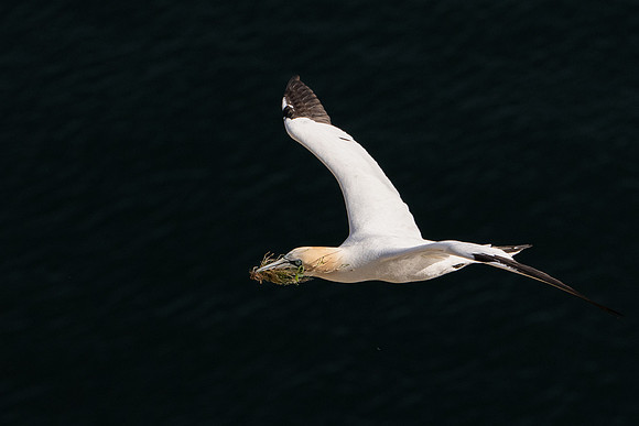 Bempton-46