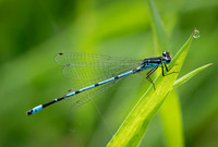 Azure Damselfly 060625