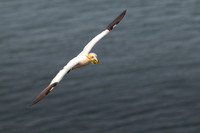 Bempton-150