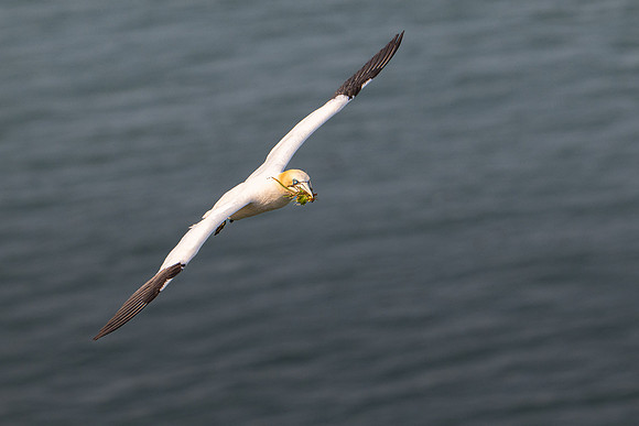 Bempton-150