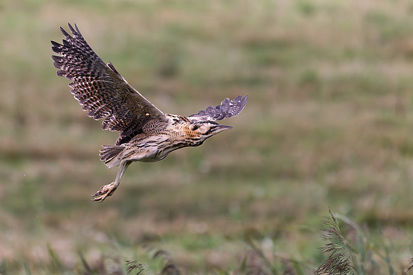 Bittern 190825-1