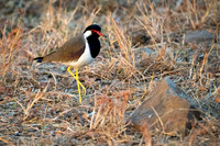 Red Wattled Lapwing